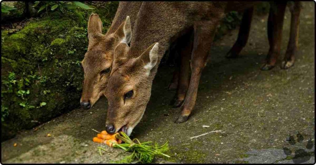 Do Deer Eat Carrots? Understanding Deer Diets