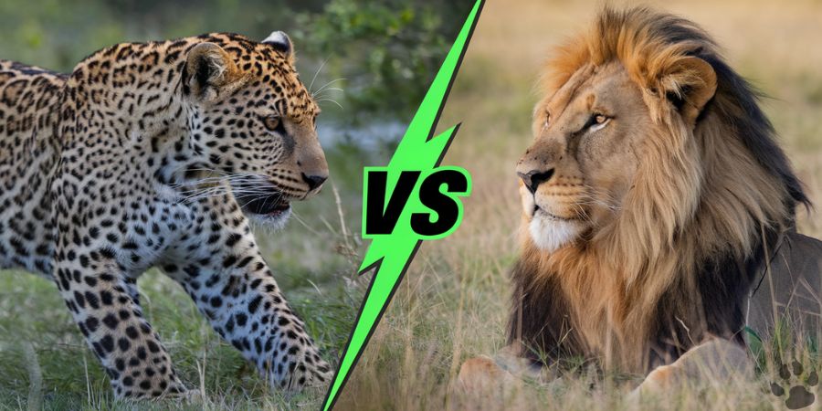 Leopard and lion face off, symbolizing interspecies rivalry in the wild.

