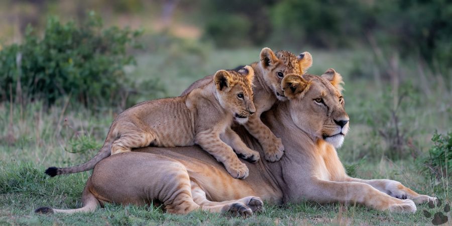 Lioness caring for her cubs, showing protective maternal behavior rather than harm.

