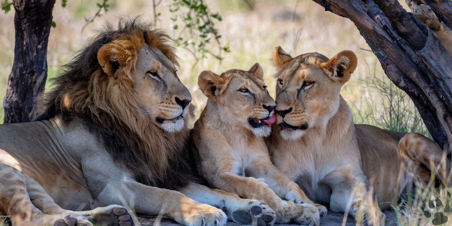 Lion family resting peacefully together, highlighting strong social bonds that prevent cannibalism.

