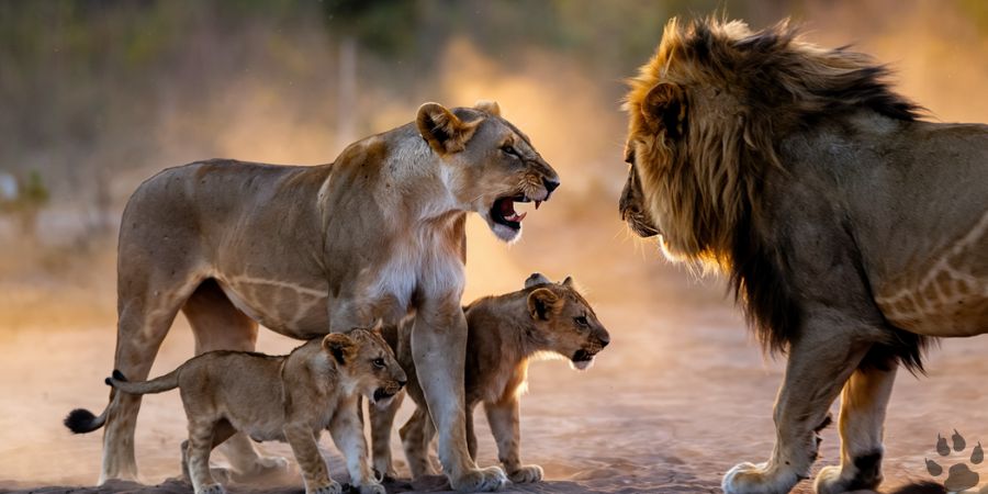 Protective lioness confronts male lion to defend her cubs from potential threat.

