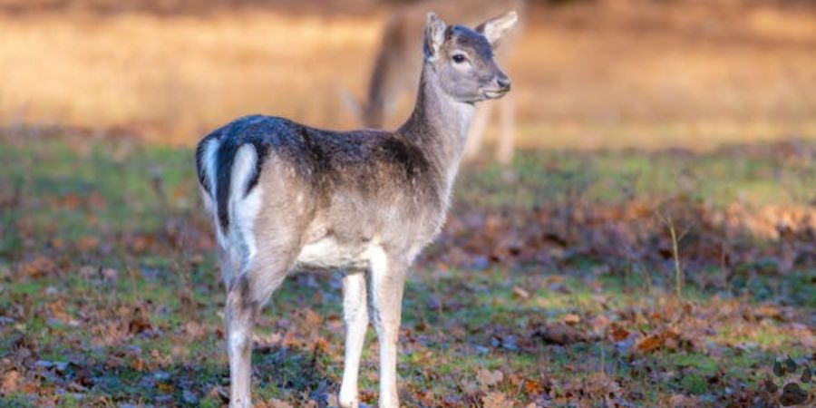 Do Deer Eat Apples