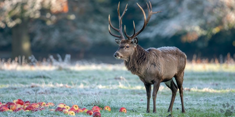 Do Deer Eat Apples?