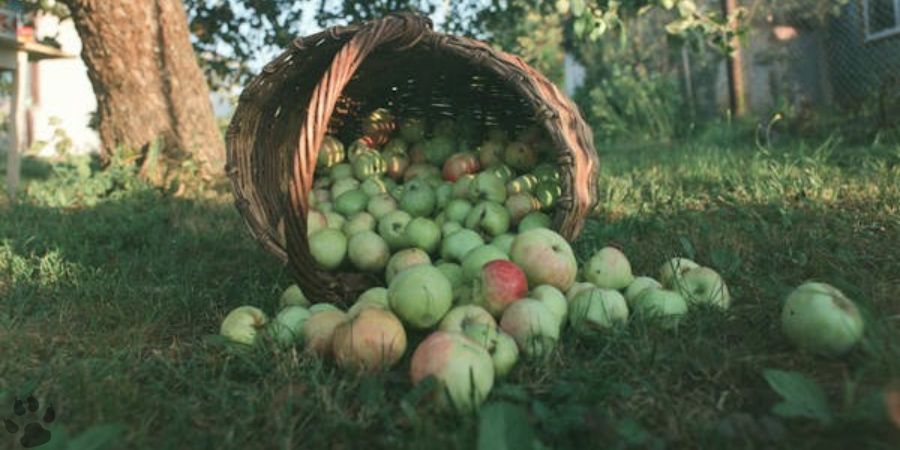 Are apples good for deer?