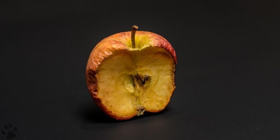 Will deer eat old apples?