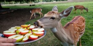 Do Deer Eat Apples