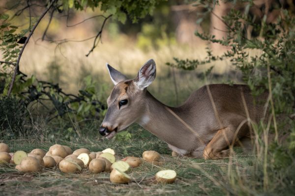 Do Deer Eat Potatoes