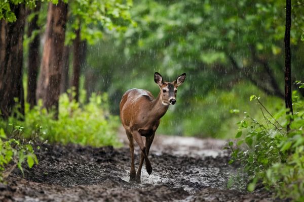 Do Deer Move in the Rain