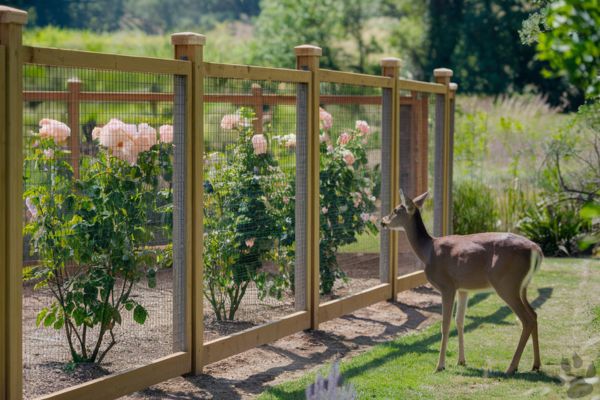 Tips to Keep Deer from Eating Roses