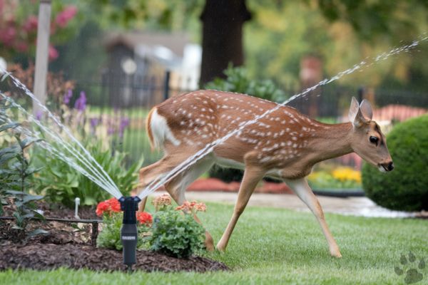 Tips to Keep Deer from Eating Roses