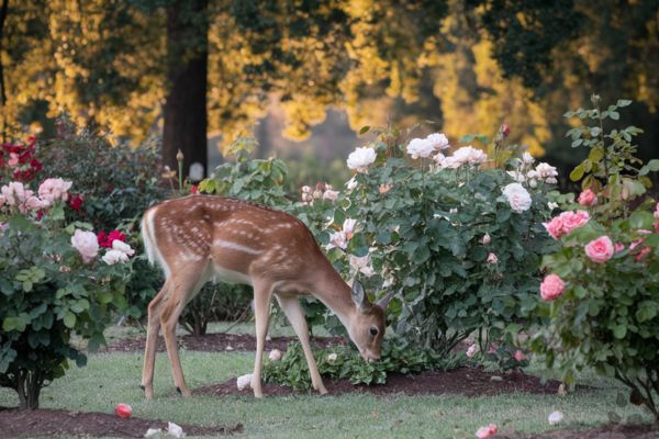 Do deer eat roses?