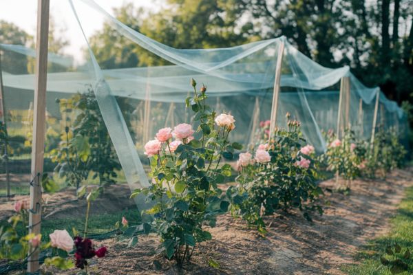 Tips to Keep Deer from Eating Roses