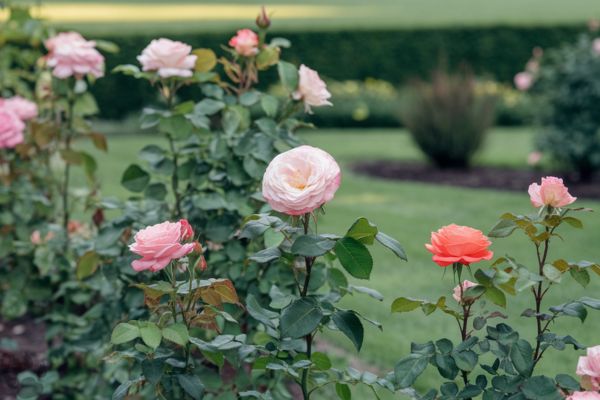 Tips to Keep Deer from Eating Roses