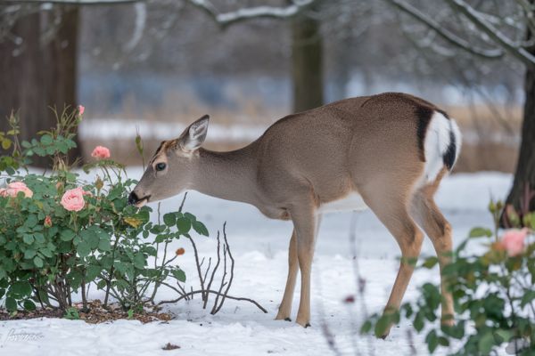 Do deer eat roses?