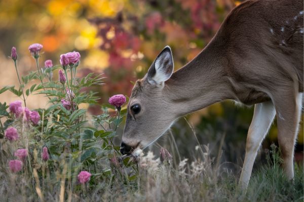 Do deer eat roses?