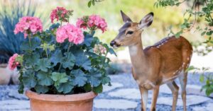 Do deer eat geraniums