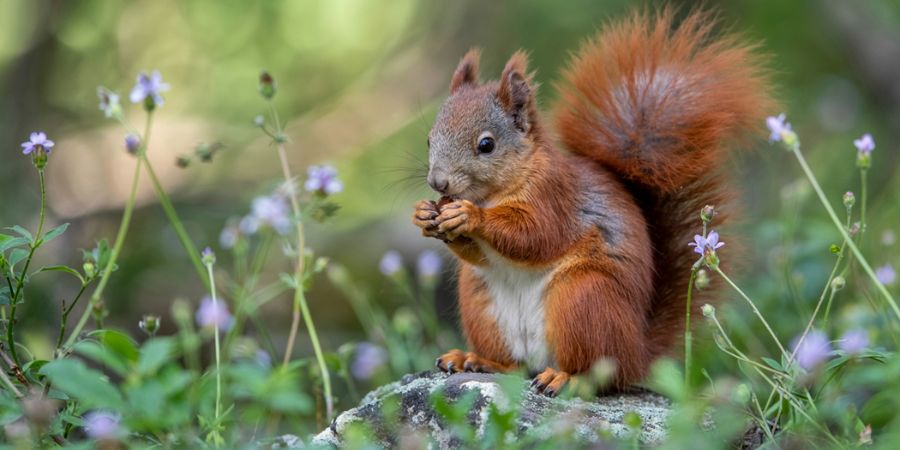Why do squirrels shake their tails?
