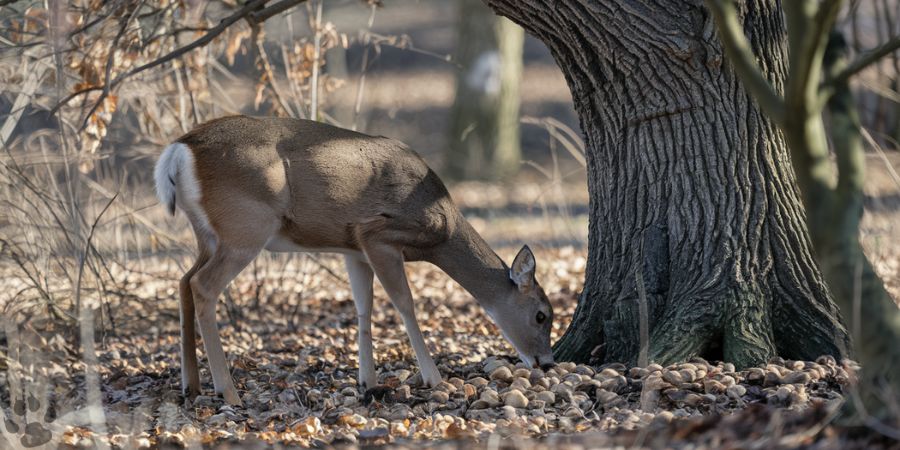 Deer eating walnuts under a tree in the forest.