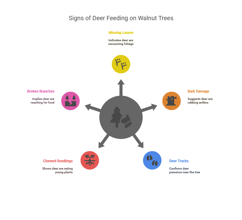 Infographic showing signs of deer feeding on walnut trees, like missing leaves and bark damage.