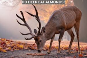 Do deer eat almonds?
