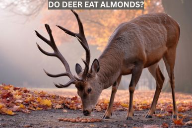 Do deer eat almonds?