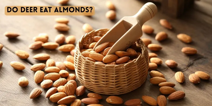 Do deer eat almonds?