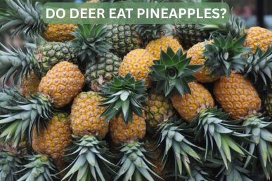 Do Deer Eat Pineapples?