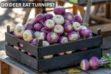 Do Deer Eat Turnips