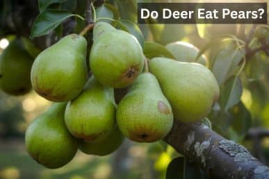 Do Deer Eat Pears