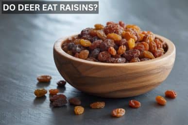 Do deer eat raisins?