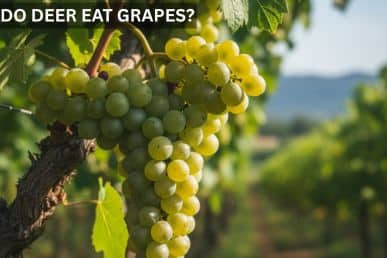 Do deer eat grapes? Shocking Truth and How to Stop Them