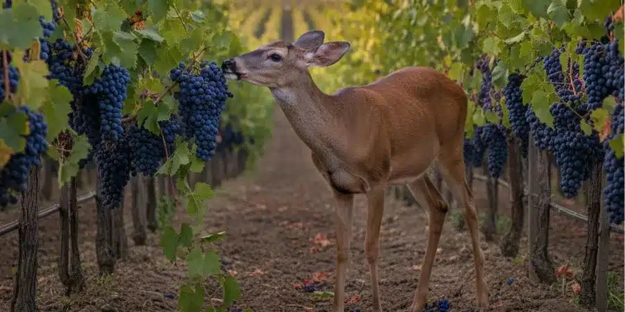 What time of year do deer eat grapes the most
